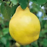 Cydonia vulgaris ‘Champion’ / Cognassier commun 'Champion' - Photo 3