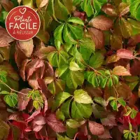 Vigne vierge quinquefolia 'Engelmannii'- parthenocissus - Photo 4