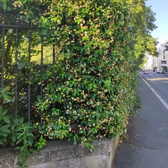 Jasmin étoilé jaune - trachelospermum asiaticum - Photo 2