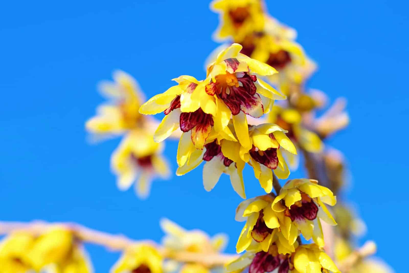 CHIMONANTHUS praecox / Chimonanthe odorant - Photo 1