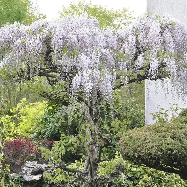 Glycine du Japon - wisteria floribunda