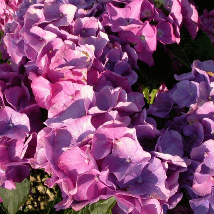 HYDRANGEA M. 'RENATE STEINIGER' / Hortensia 'Renate Steiniger' - Photo 1