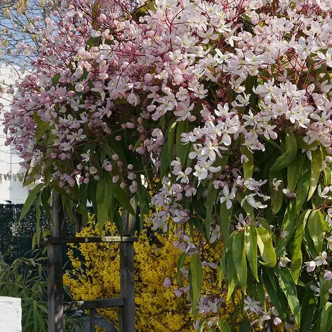 Clématite Armandii 'Apple Blossom' - clematis - Photo 3
