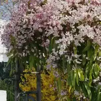 Clématite Armandii 'Apple Blossom' - clematis - Photo 3