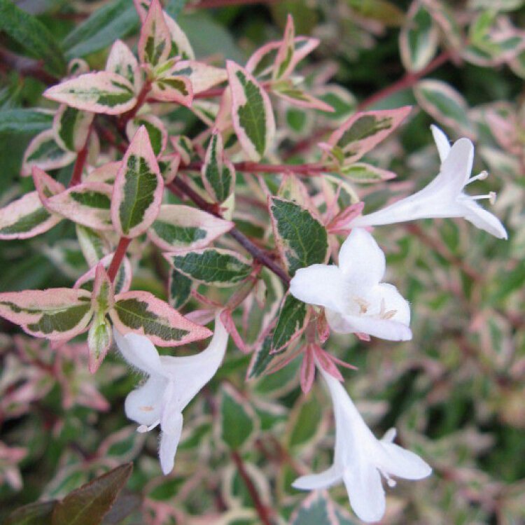 ABELIA x grandiflora ‘Confetti ®’ / Abélia à grandes fleurs 'Confetti' - Photo 1