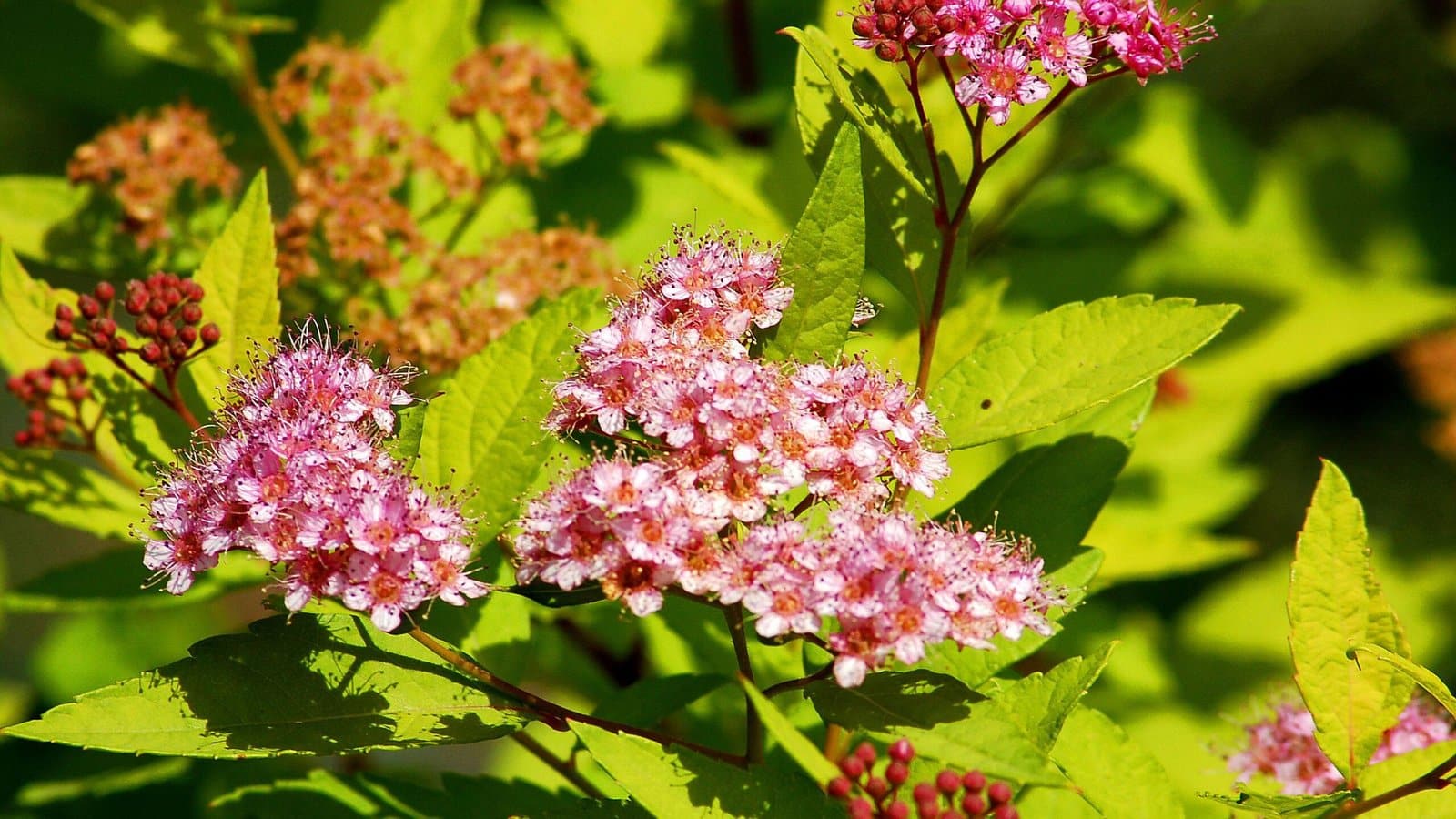 SPIRAEA japonica ‘Goldmound’ / Spirée japonaise 'Gold Mound' - Photo 1
