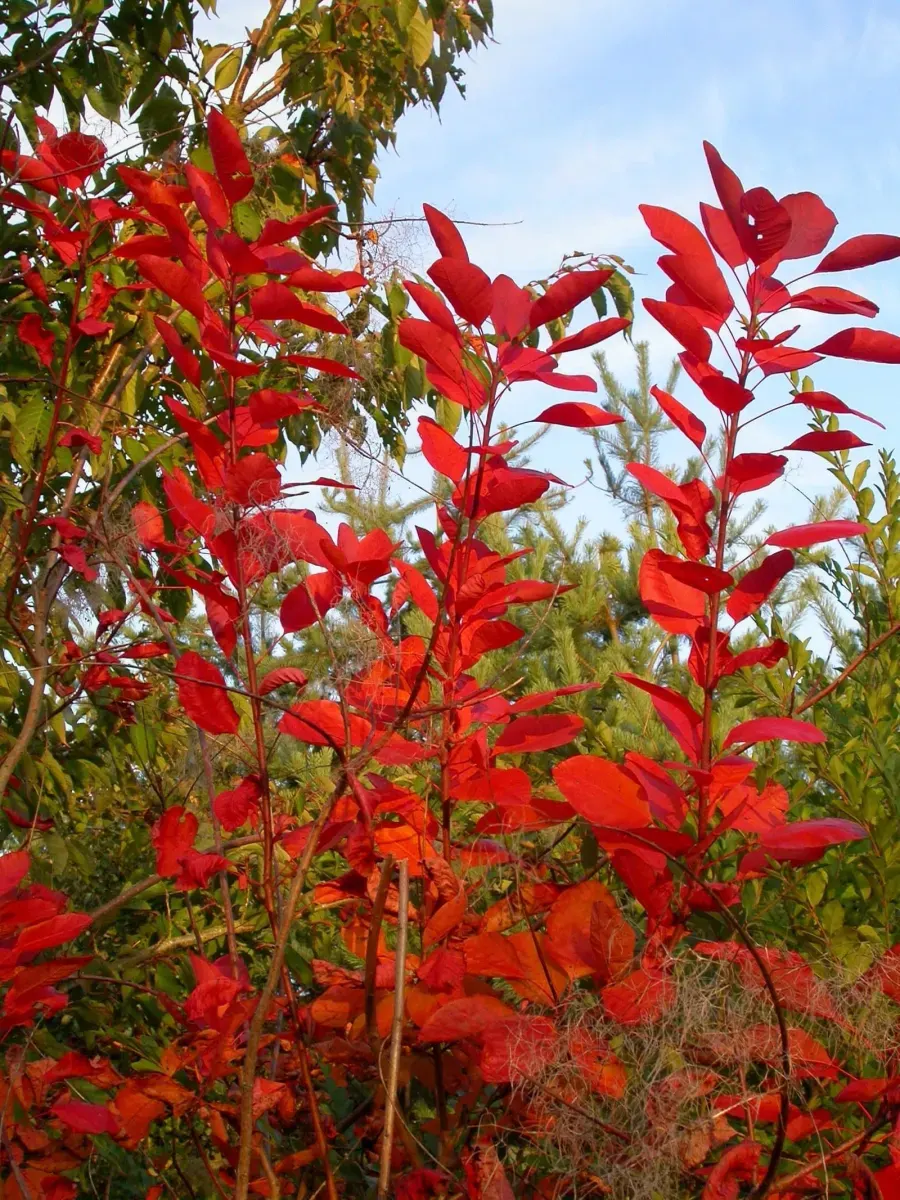 COTINUS 'Grace' / Arbre à perruque 'Grace' - Photo 1