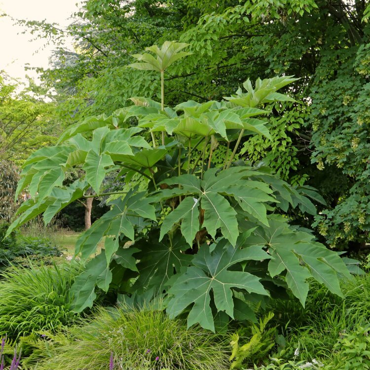 TETRAPANAX PAPYRIFER 'REX' / Arbre à papier de riz - Photo 1