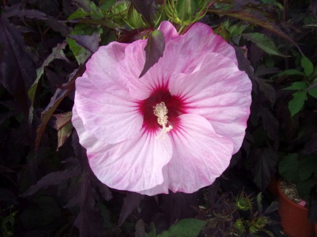 HIBISCUS MOSCH. 'CAROUSEL'® PINK CANDY / Hibiscus des marais - Photo 1