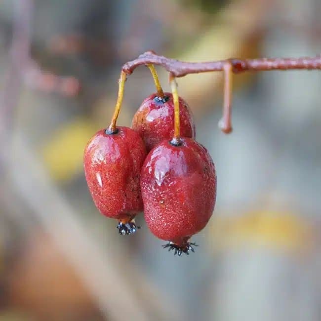 Kiwaï femelle à fruits rouges - actinidia arguta - Photo 1