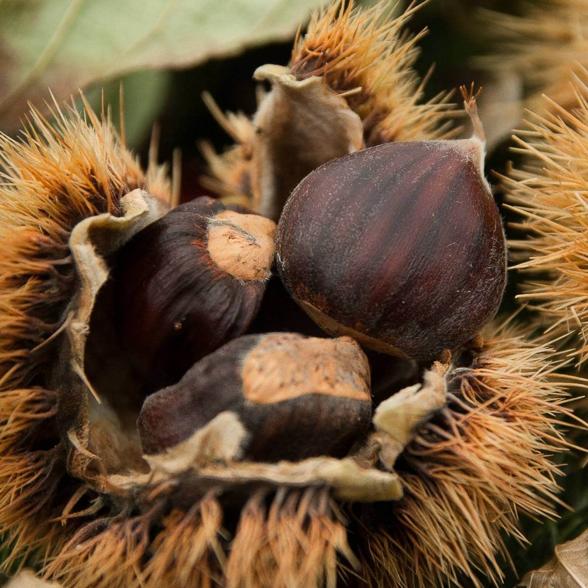 CASTANEA sativa 'Dorée de Lyon' / Châtaignier 'Dorée de Lyon - Photo 3