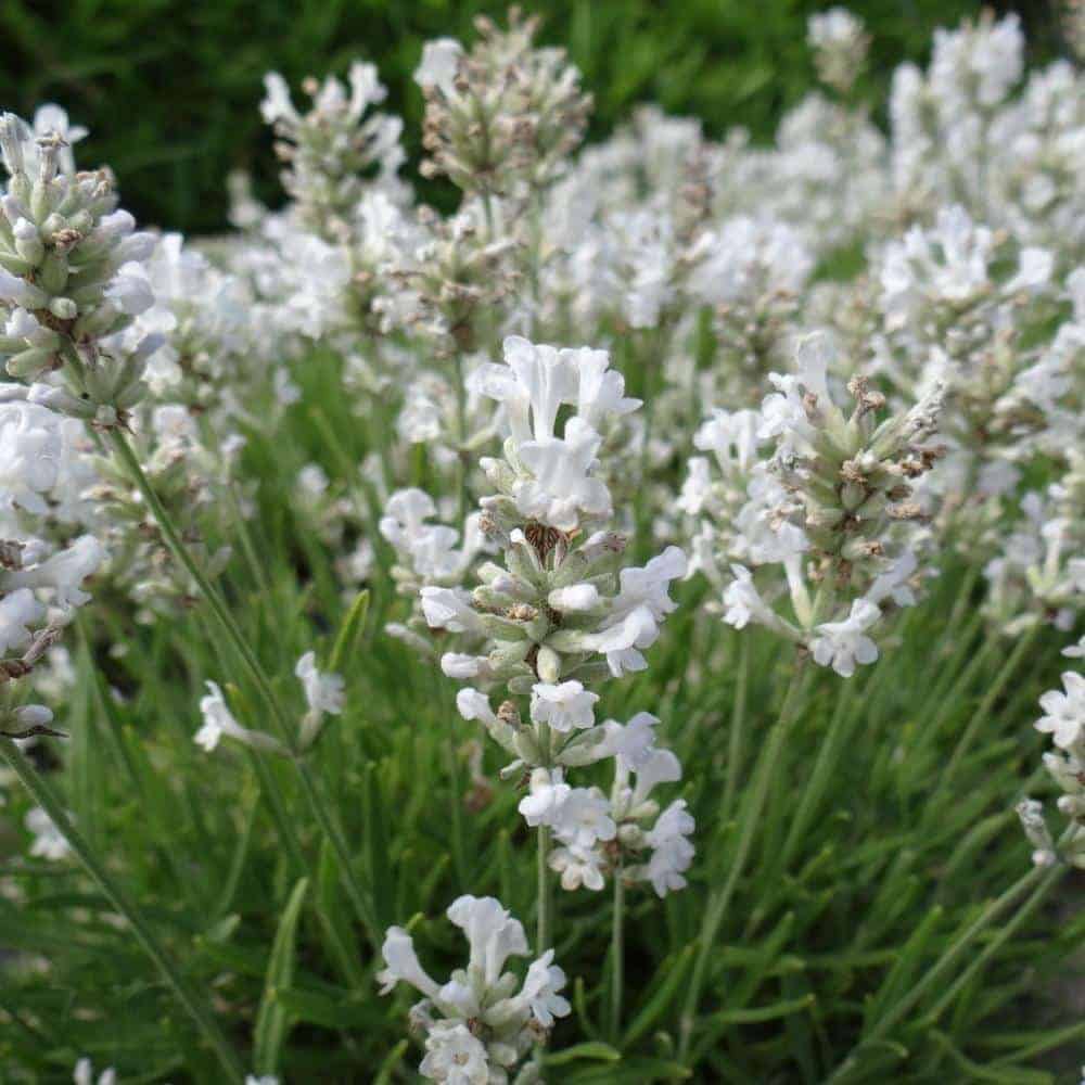 LAVANDULA angustifolia ‘Alba’ / Lavande blanche - Photo 1
