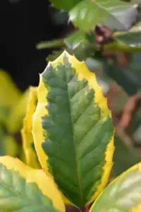 ILEX altaclerensis 'Golden King' - Houx panaché - Photo 2