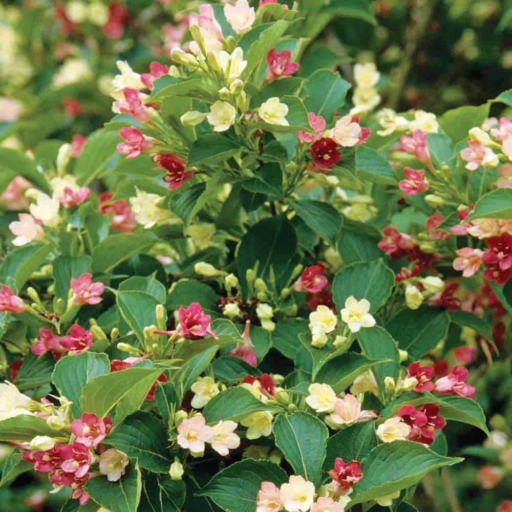 WEIGELA ‘Marjorie’ / Weigela 'Marjorie' - Photo 1
