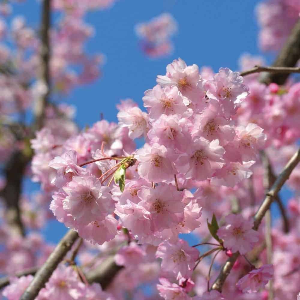 PRUNUS cerasifera ‘Pissardii’ / Cerisier à fleurs - Photo 2