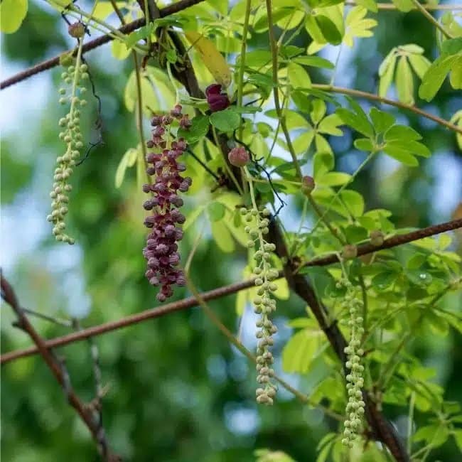 AKEBIA longeracemosa - Photo 4