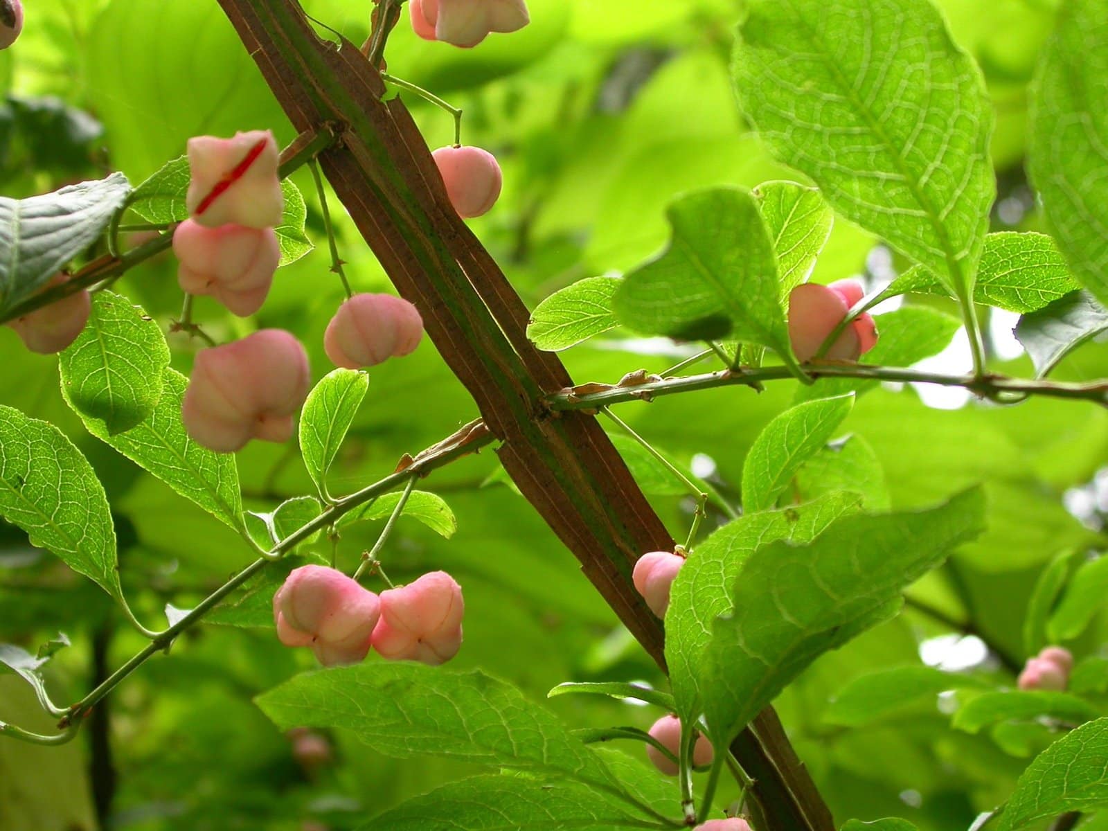 EUONYMUS planipes / Fusain - Photo 2