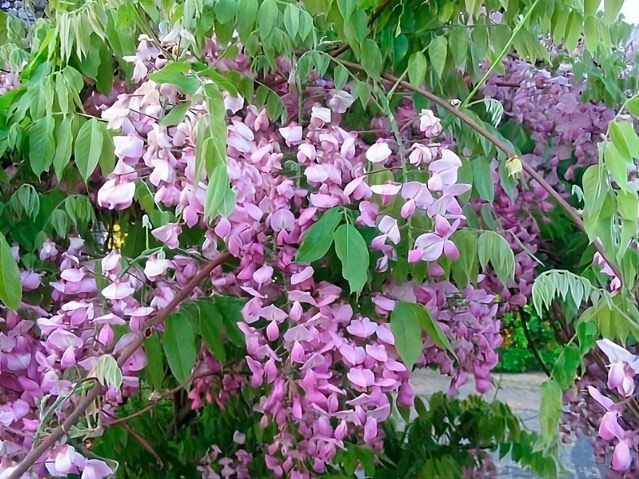 Glycine japonaise 'Rosea' / wisteria floribunda ‘Rosea’ - Photo 1