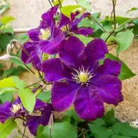 Clématite 'Warszawska Nike' - clematis - Photo 5