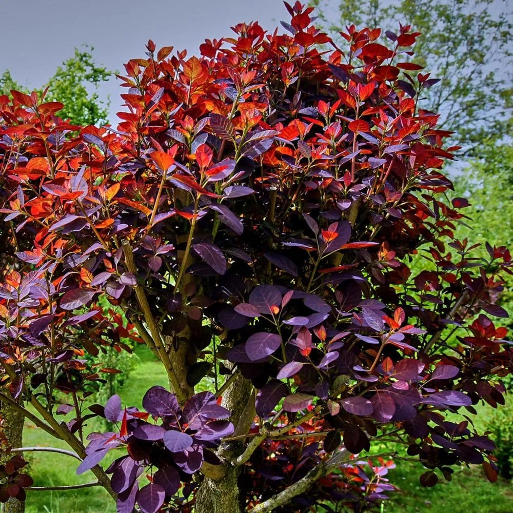COTINUS coggygria ‘Royal Purple’ / Arbre à perruque 'Pourpre' - Photo 2