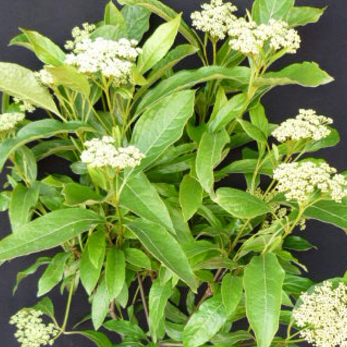 VIBURNUM nudum ‘Pink Beauty’ / Viorne de Chine 'Pink Beauty' - Photo 2