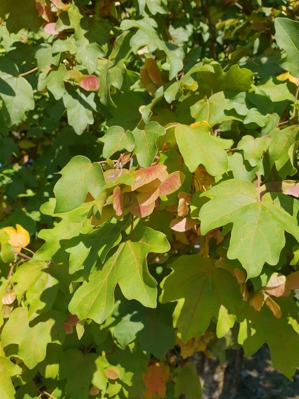 ACER campestris / Érable champêtre - Photo 1