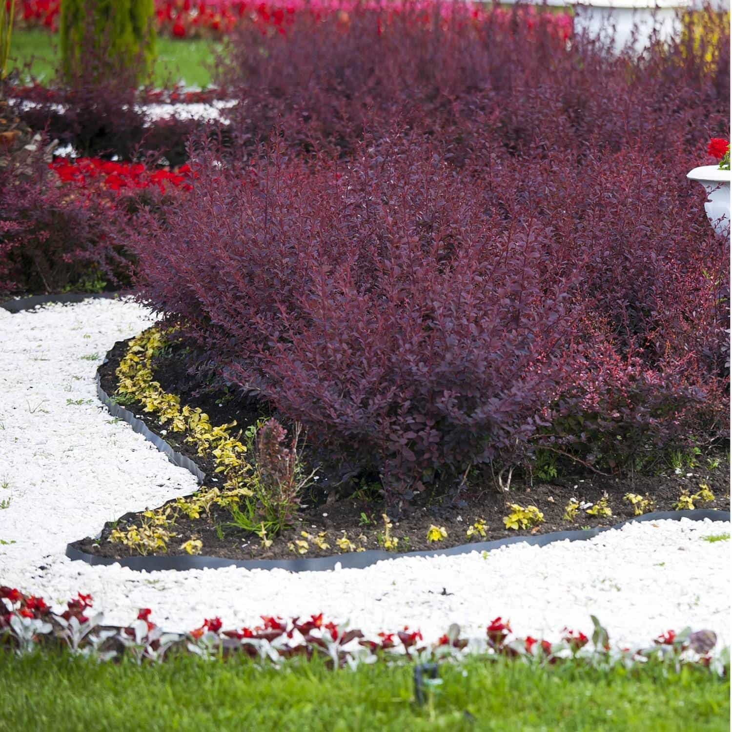 BERBERIS thunbergii ‘Atropurpurea’ / Épine-vinette de Thunberg pourpre - Photo 2