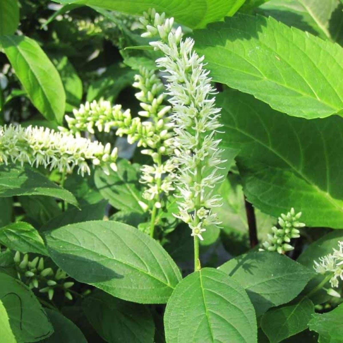 ITEA virginica 'Henry's Garnet' / Itéa de Virginie Henry's Garnet - Photo 2