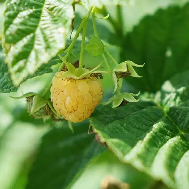 Framboisier remontant 'Fall Gold' - rubus idaeus - Photo 3