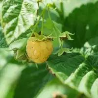 Framboisier remontant 'Fall Gold' - rubus idaeus - Photo 3