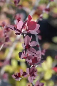 BERBERIS X ottawensis ‘Superba’ / Épine-vinette 'Superba' - Photo 3