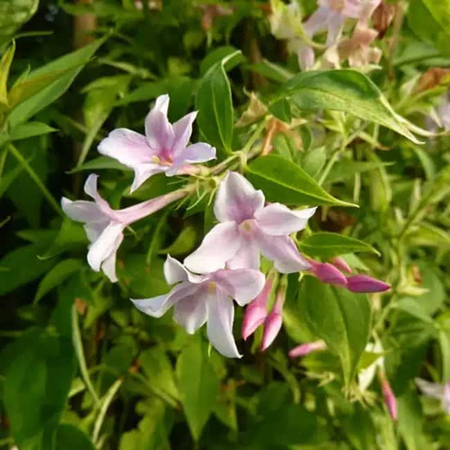 Jasmin de Saint-Étienne - jasminum stephanense - Photo 4