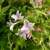 Jasmin de Saint-Étienne - jasminum stephanense - Photo 4