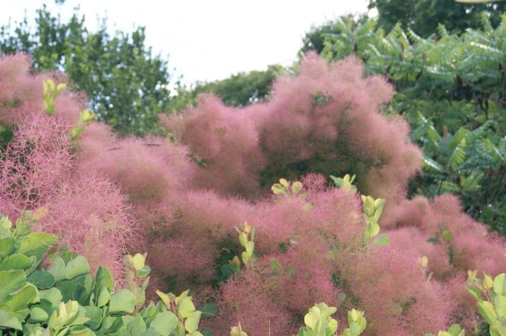 COTINUS coggygria / Arbre à péruque - Photo 1