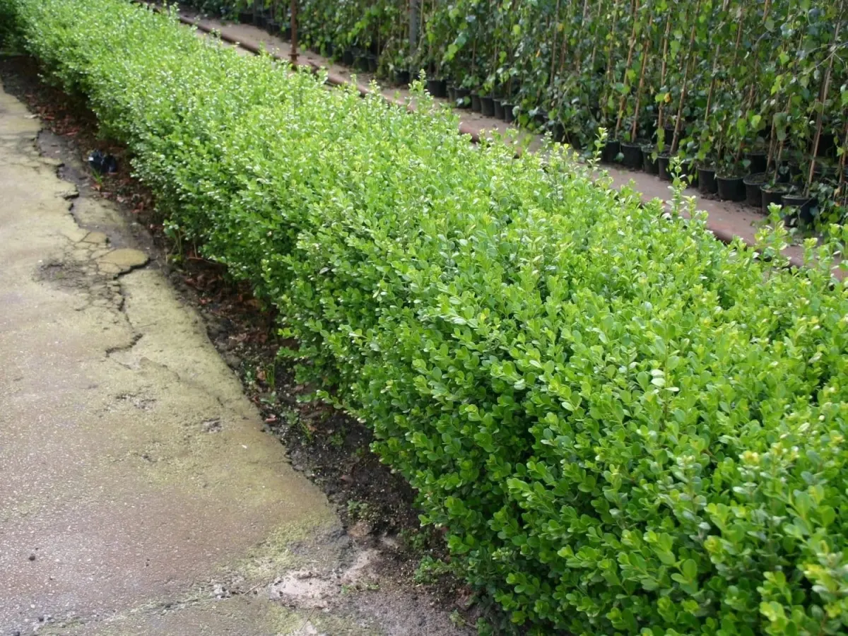 BUXUS sempervirens mycrophylla ‘Faulkner’ / Buis commun 'Faulkner' - Photo 3