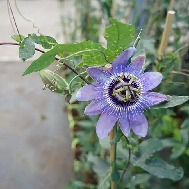Passiflore 'Lady Betty Myles Young' - passiflora - Photo 1