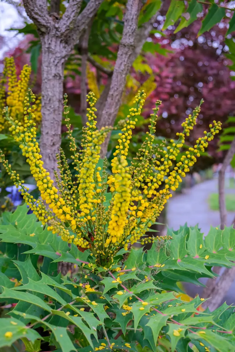 MAHONIA x media ‘Charity’ / Mahonia x media 'Charity' - Photo 4