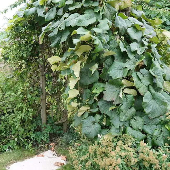 Vigne de Coignet - vitis coignetiae - Photo 1
