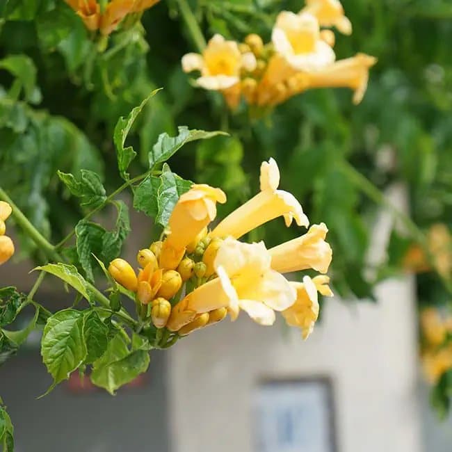 BIGNONE 'Flava' (Yellow Trumpet) - campsis radicans - Photo 4