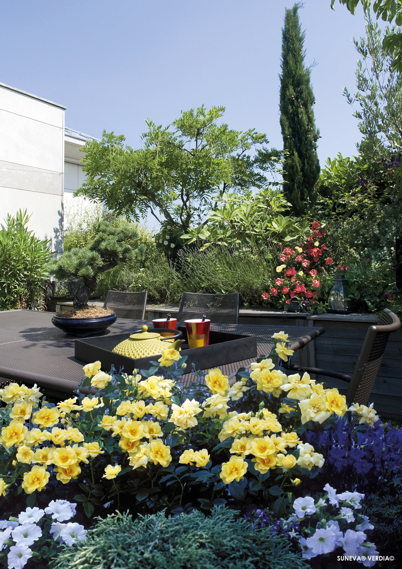 ROSIER décorosier 'Célina' (jaune) - Photo 3