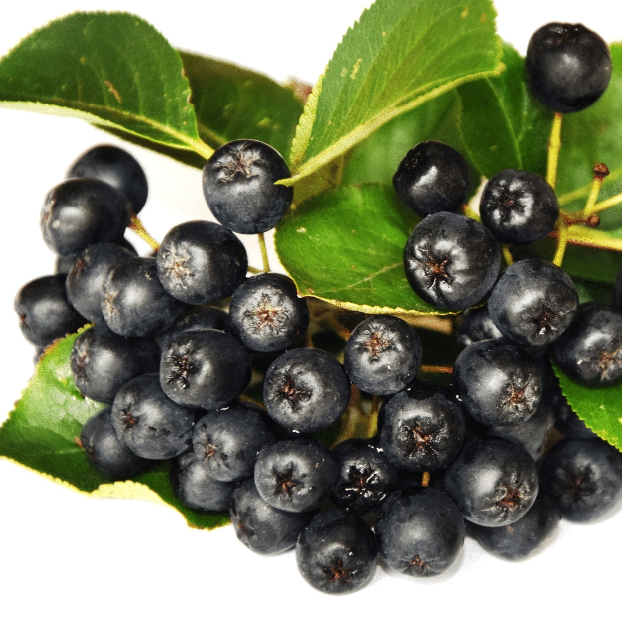 ARONIA arbutifolia ‘Brilliant’ / Aronie à feuilles d'arbousier - Photo 3