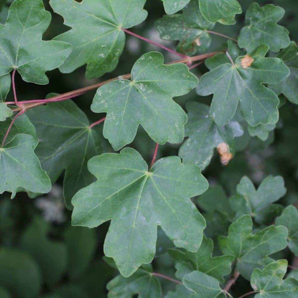 ACER campestris / Érable champêtre - Photo 2