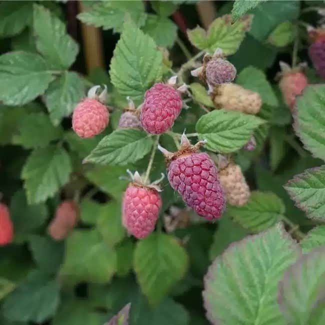 Mûre-framboise ‘Tayberry’ - Rubus tayberry - Photo 3