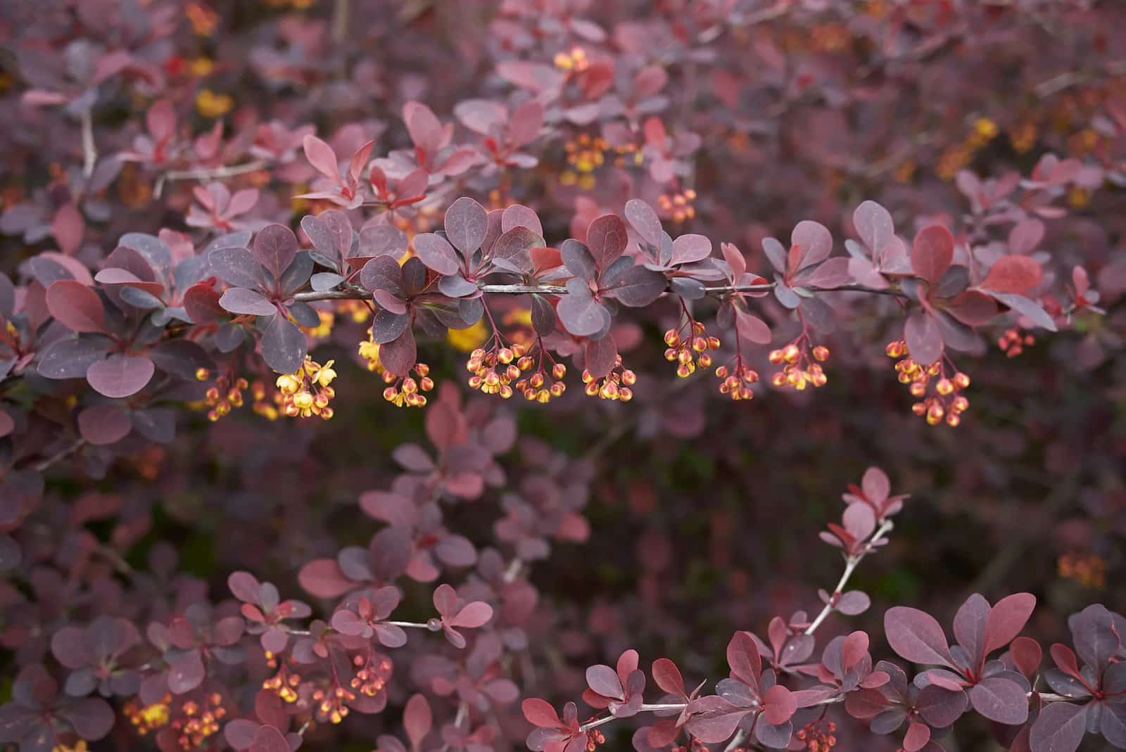 BERBERIS thunbergii ‘Atropurpurea’ / Épine-vinette de Thunberg pourpre - Photo 1