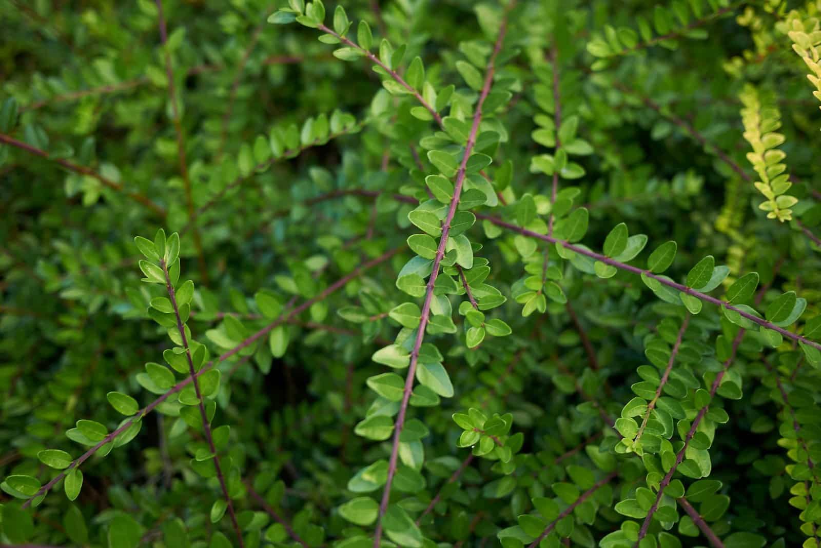 LONICERA nitida / Chèvrefeuille à feuilles de buis - Photo 1
