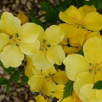 KERRIA JAPONICA 'GOLDEN GUINEA' / Corête du Japon à fleurs simples - Photo 1