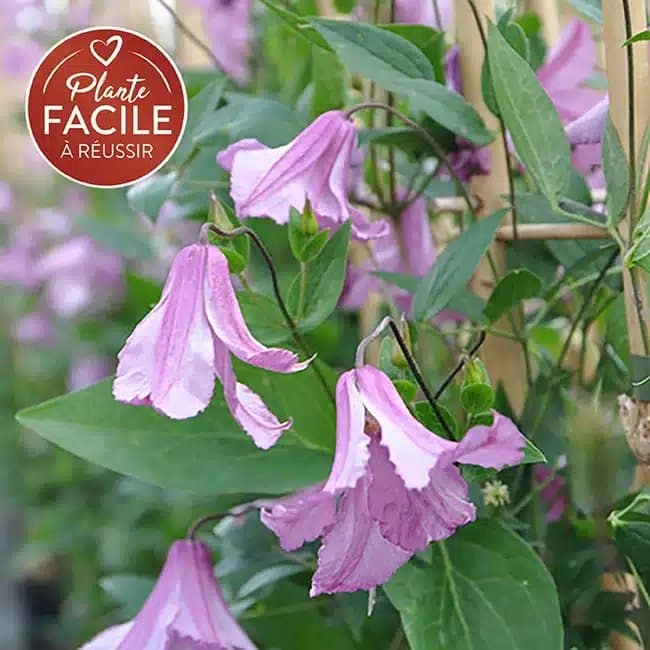 CLEMATIS integrifolia 'Alionushka' - Clématite 'Alionushka' - Photo 1