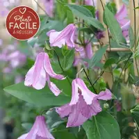 CLEMATIS integrifolia 'Alionushka' - Clématite 'Alionushka' - Photo 1