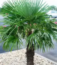 TRACHYCARPUS fortunei / Palmier de Chine - Photo 2