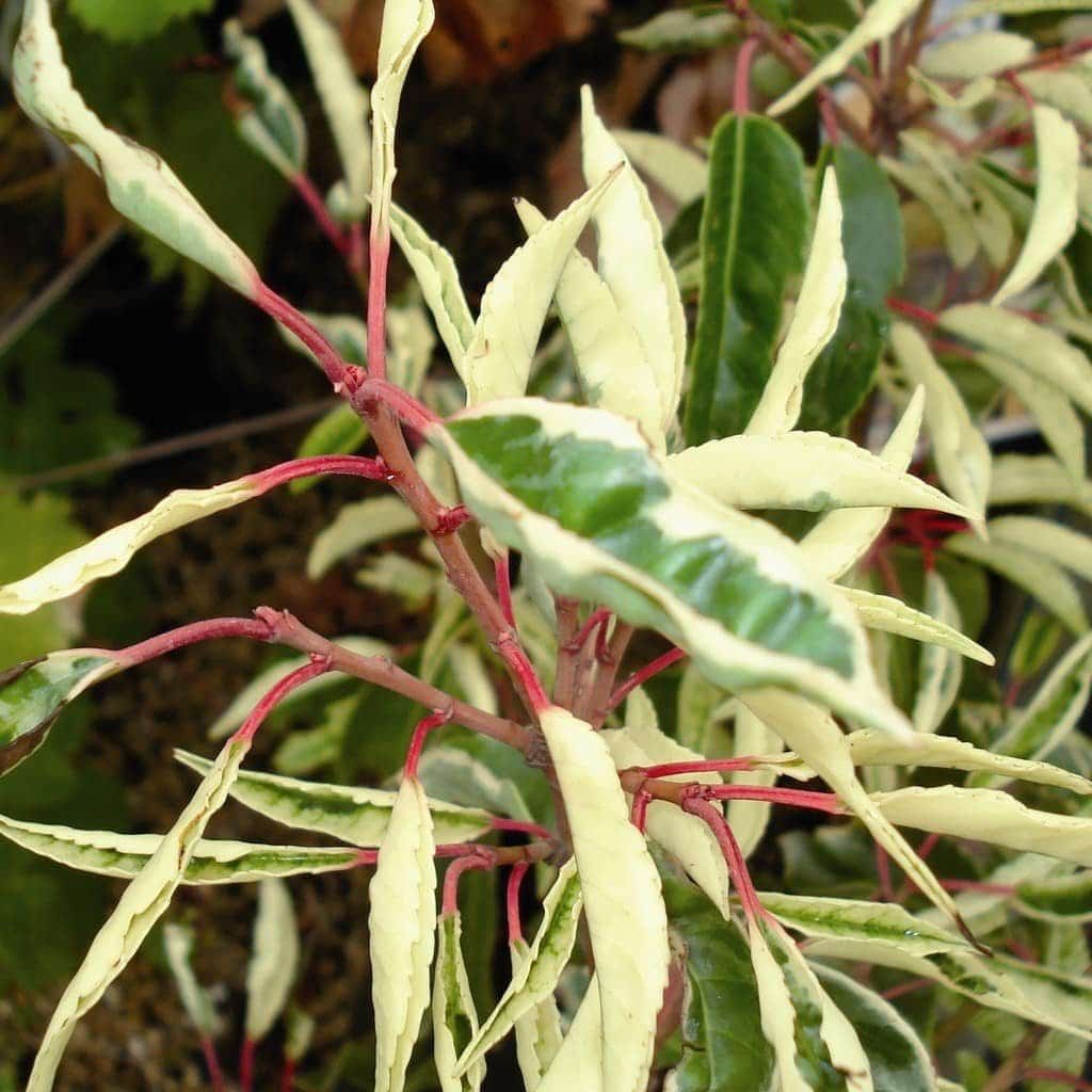 PRUNUS lusitanica ‘Variegata’ / Laurier du Portugal panaché - Photo 2